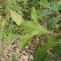 Elaeocarpus reticulatus