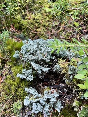 Stereocaulon saxatile