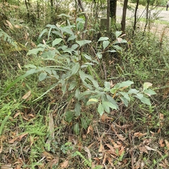 Elaeocarpus reticulatus
