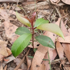 Elaeocarpus reticulatus