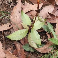 Elaeocarpus reticulatus