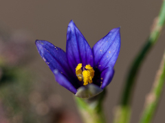 Romulea bulbocodium