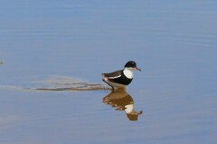 Erythrogonys cinctus