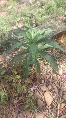 Erigeron sumatrensis