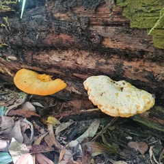 Piptoporus australiensis