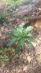 Erigeron sumatrensis