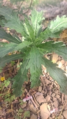 Erigeron sumatrensis