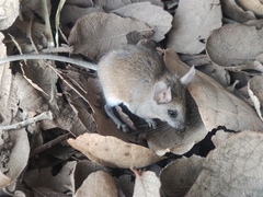 Peromyscus labecula