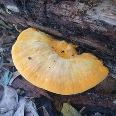 Piptoporus australiensis