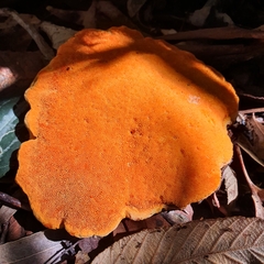 Piptoporus australiensis