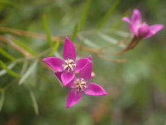 Boronia rivularis