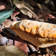 Piptoporus australiensis