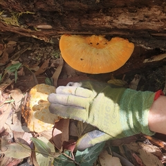 Piptoporus australiensis