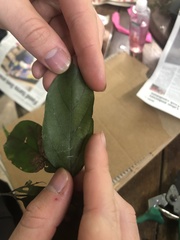 Endiandra hypotephra