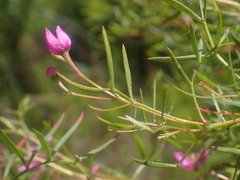 Boronia rivularis
