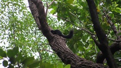 Callosciurus prevostii pluto