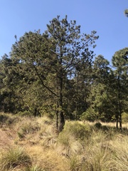 Pinus pseudostrobus