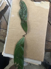 Cryptocarya mackinnoniana