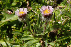Erigeron uniflorus