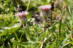Erigeron uniflorus