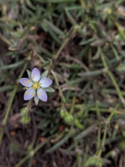 Spergularia macrotheca