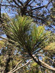 Pinus pseudostrobus