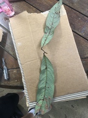 Cryptocarya mackinnoniana