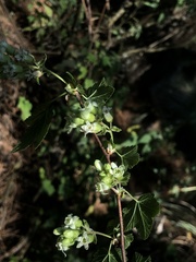 Ribes ciliatum