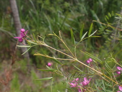 Boronia rivularis