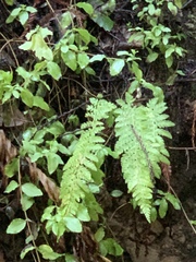 Polystichum dudleyi