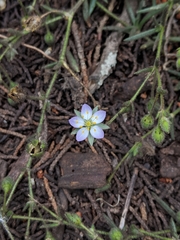 Spergularia macrotheca