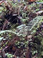 Polystichum dudleyi