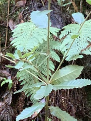 Polystichum dudleyi