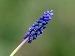 Muscari