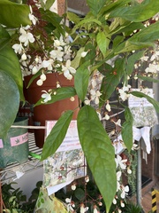 Clerodendrum laevifolium