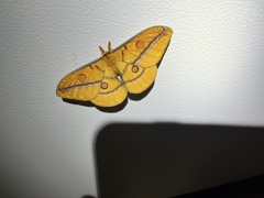 Opodiphthera fervida