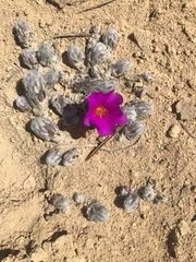 Portulaca