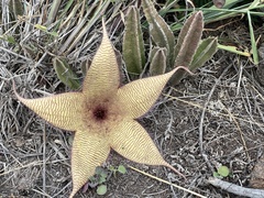 Stapelia gigantea