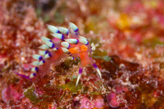 Coryphellina exoptata