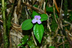 Sarcopyramis napalensis delicata