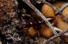 Amblyopone australis