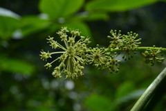 Aralia cordata