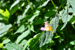 Impatiens uniflora