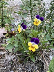 Viola × williamsii