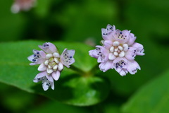 Persicaria runcinata