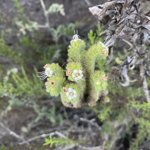 Phacelia ramosissima var. austrolitoralis