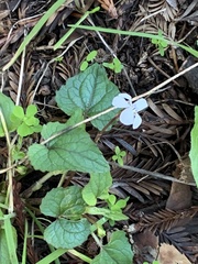 Viola ocellata