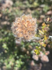 Oxylobium ellipticum