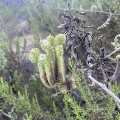 Phacelia ramosissima austrolitoralis