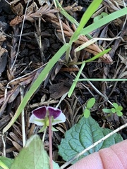 Viola ocellata
